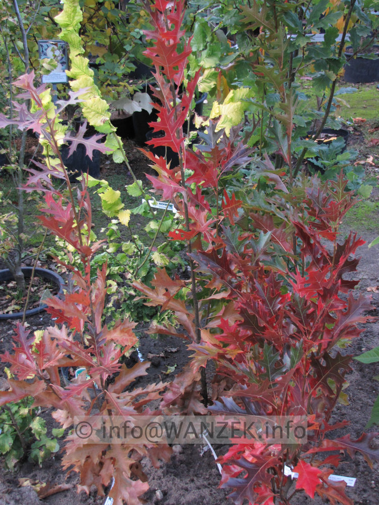 Quercus palustris Green Pillar 004 Herbstfaerbung.JPG